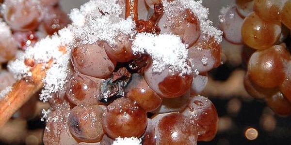 Scopriamo l'Ice Wine