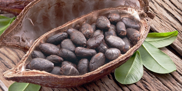 Cocoa: prices at historic highs